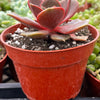 Echeveria Red Ball