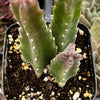 Stapelia Gigantea
