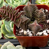 Crassula Pagoda Village