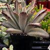 Chocolate Soldier Kalanchoe Tomentosa