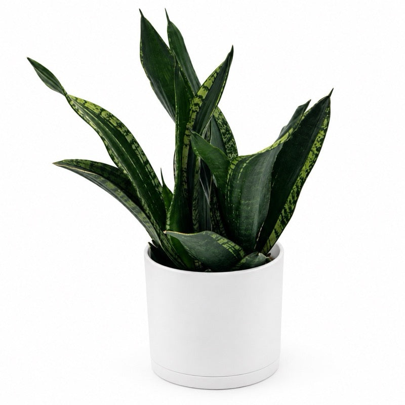 Sansevieria 'Whitney'