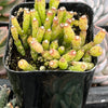Hatiora Salicornioides