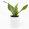 Sansevieria 'Moonshine'