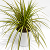 Dracaena Ray Of Sunshine