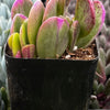 Trailing Jade