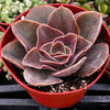 Echeveria Fireglow