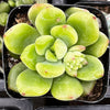 Sedum ‘Alice Evans’