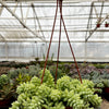 Sedum Donkey's Tail