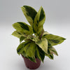 Calathea Yellow Fusion