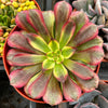 Aeonium Mardi Gras