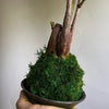 Kokedama Money Tree