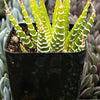 Variegated Haworthia Zebra
