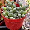 Adromischus Oviforme
