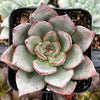Echeveria Moranii