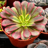 Aeonium Mardi Gras