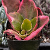 Kalanchoe Blossfeldiana