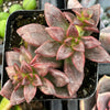 Echeveria Compressicaulis