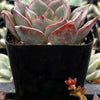 Echeveria Moranii