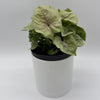 Syngonium 'Orn Thong'