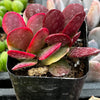 Crassula Red Jade