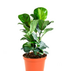 Ficus Lyrata "Fiddle Leaf Fig"