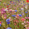 Knee High Wildflower Meadow Blend – photo 4