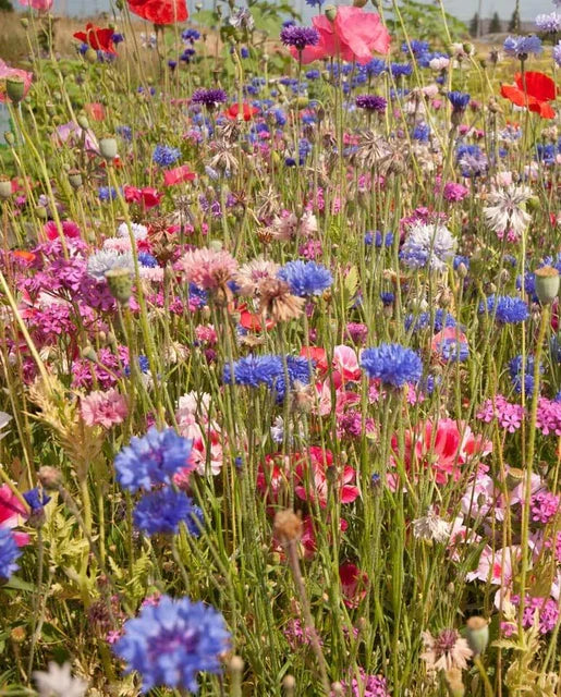 Northeast Native & Naturalized Wildflower Mix – photo 3
