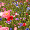 Knee High Wildflower Meadow Blend – photo 3