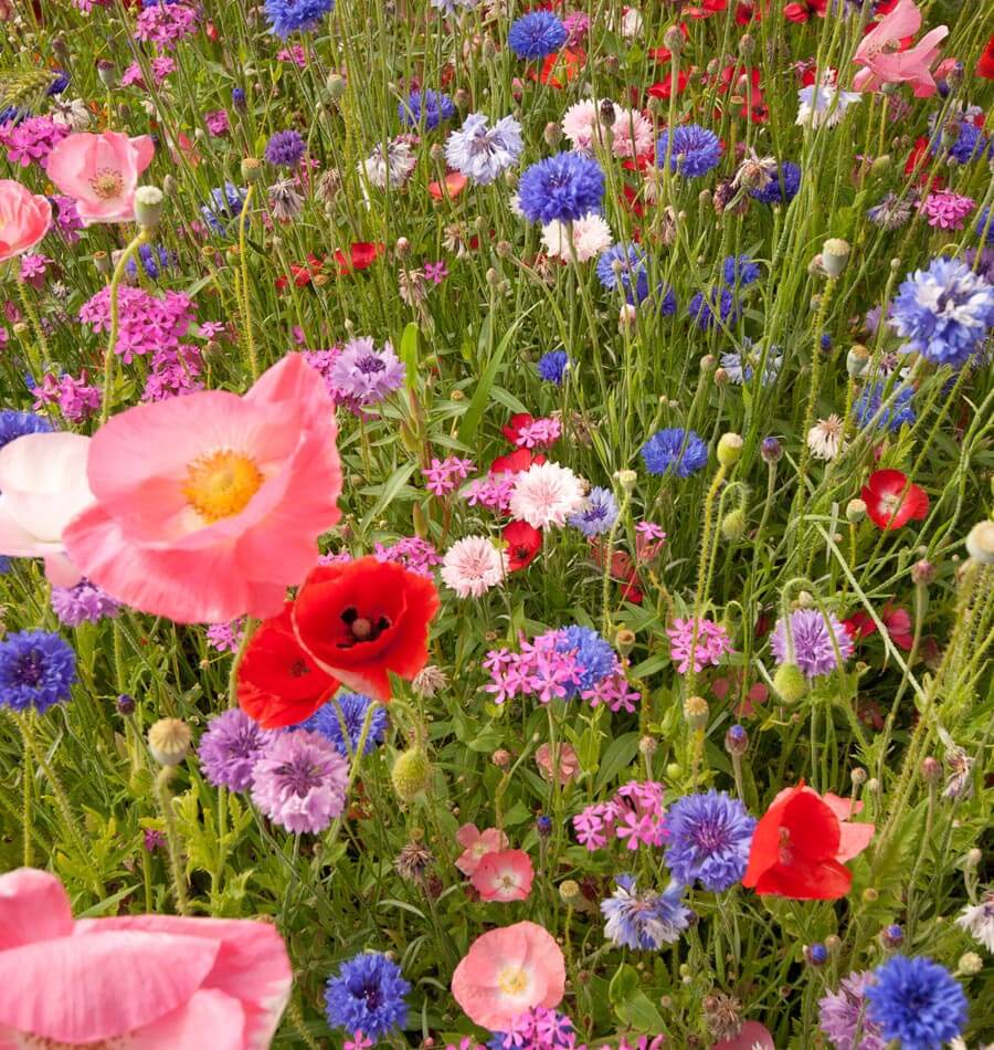 Knee High Wildflower Meadow Blend – photo 3