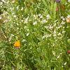 Knee High Wildflower Meadow Blend – photo 5