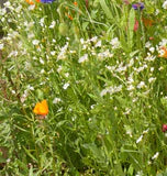 Knee High Wildflower Meadow Blend – photo 5