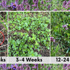 Micro Bee Lawn Seed Mixture - Easy Spread Shaker