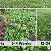 Bee Lawn Seed Kit - Easy Spread Shaker
