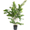 Natchez Crape Myrtle