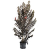 Thunderstruck™ Coral Boom™ Crape Myrtle