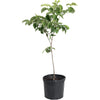 Cherokee Princess® Dogwood Tree
