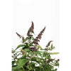 Blueberry Pie® Butterfly Bush