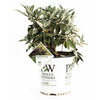 Pugster Blue® Butterfly Bush