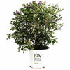 Bloomerang Lilac Bush