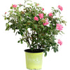Pink Double Knock Out® Rose