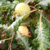 Feather Leaf Guava (Psidium guajava var. Feather Leaf)