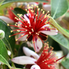 Pineapple Guava (Feijoa sellowiana)