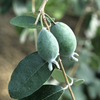 Pineapple Guava (Feijoa sellowiana)