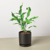 Fern 'Blue Star'