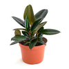 Ficus Elastica 'Burgundy'
