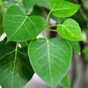 Rock Fig (Ficus petiolaris)
