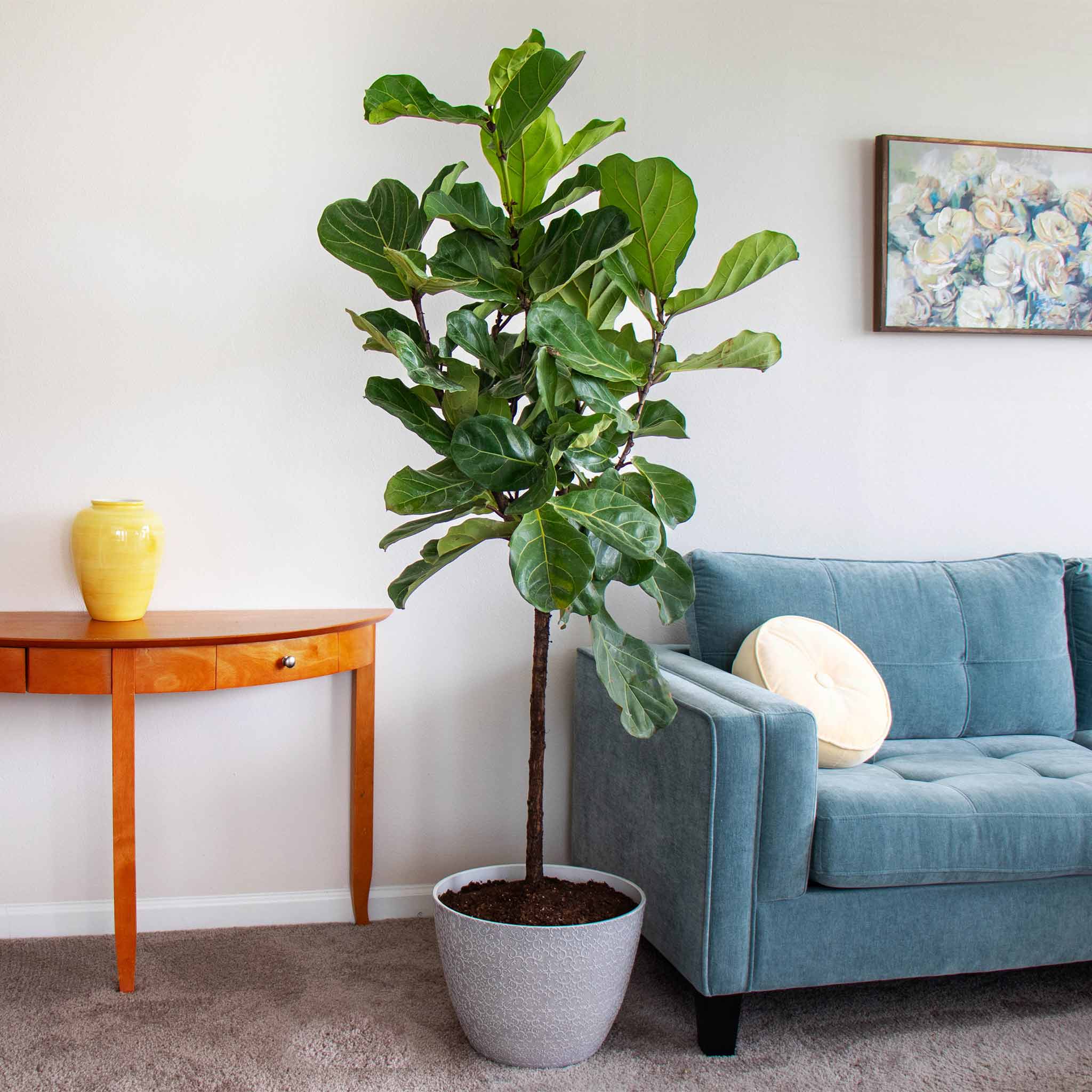 Fiddle Leaf Fig Tree – The Plant Seed