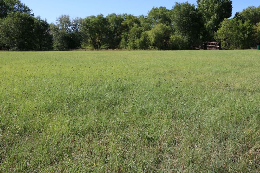 Fireguard Lawn Native Mix – Fire-Resistant Turf – photo 3