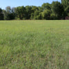 TrueGrass Native Grass Seed - The No Maintenance Native Lawn, Drought-Tolerant, Eco-Friendly Grass Blend
