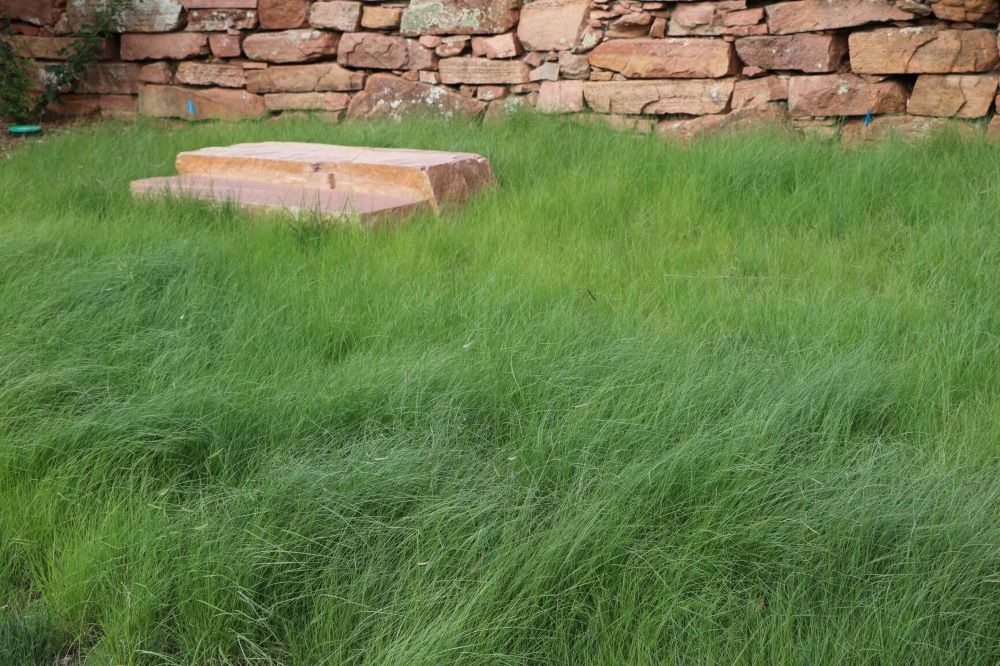 Fireguard Lawn Native Mix – Fire-Resistant Turf – photo 5